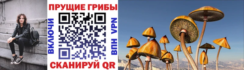 omg как войти  Глазов  Псилоцибиновые грибы ЛСД 
